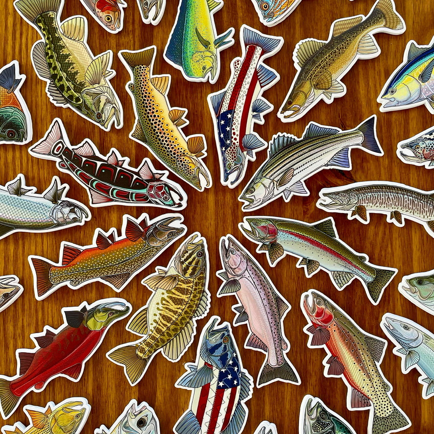 Barred Surf Perch Decal