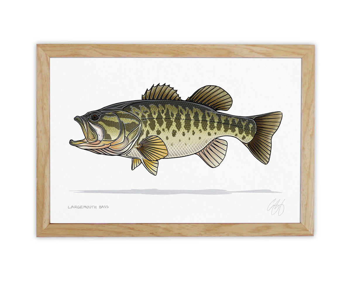 Largemouth Bass Print
