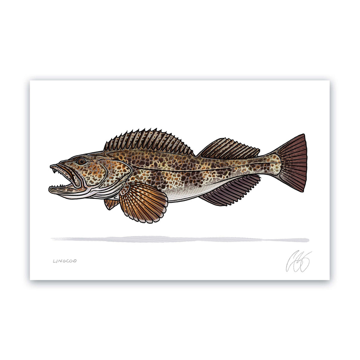 Lingcod Print– Underwood Creative LLC