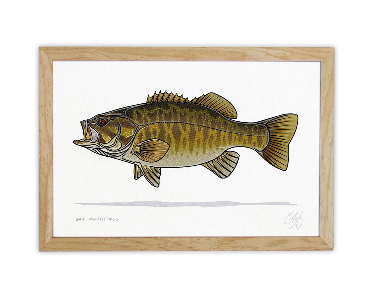 Smallmouth Bass Print
