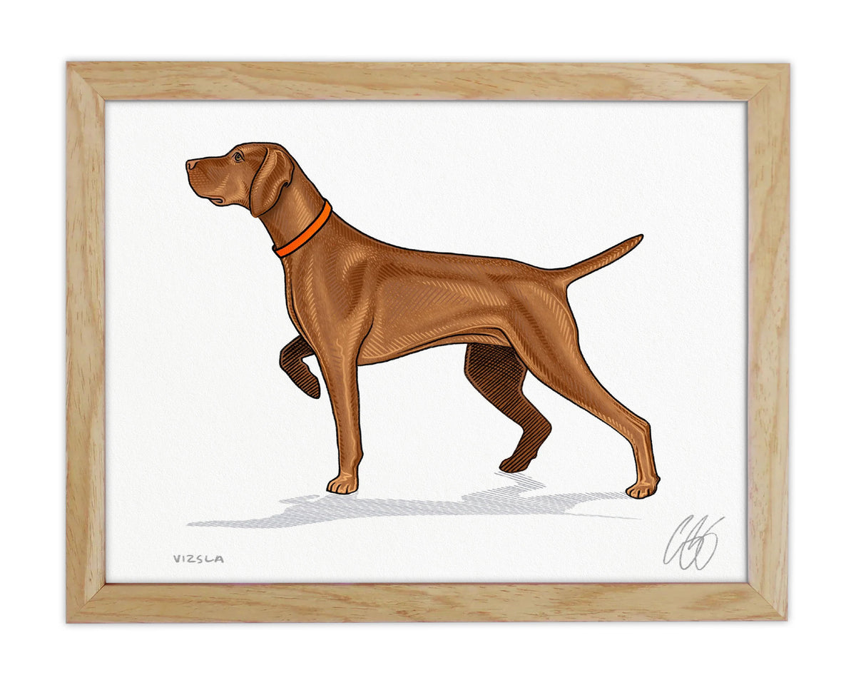 Vizsla Print
