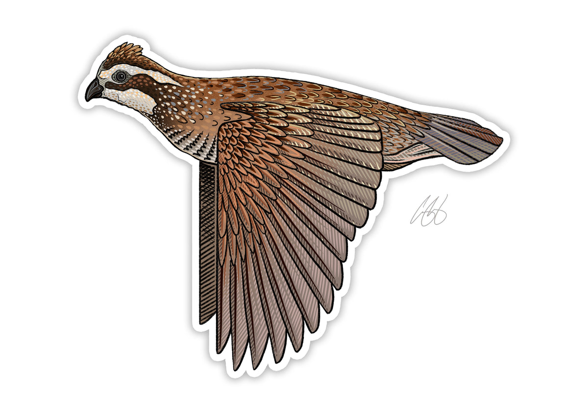 Quail Flying Drawing
