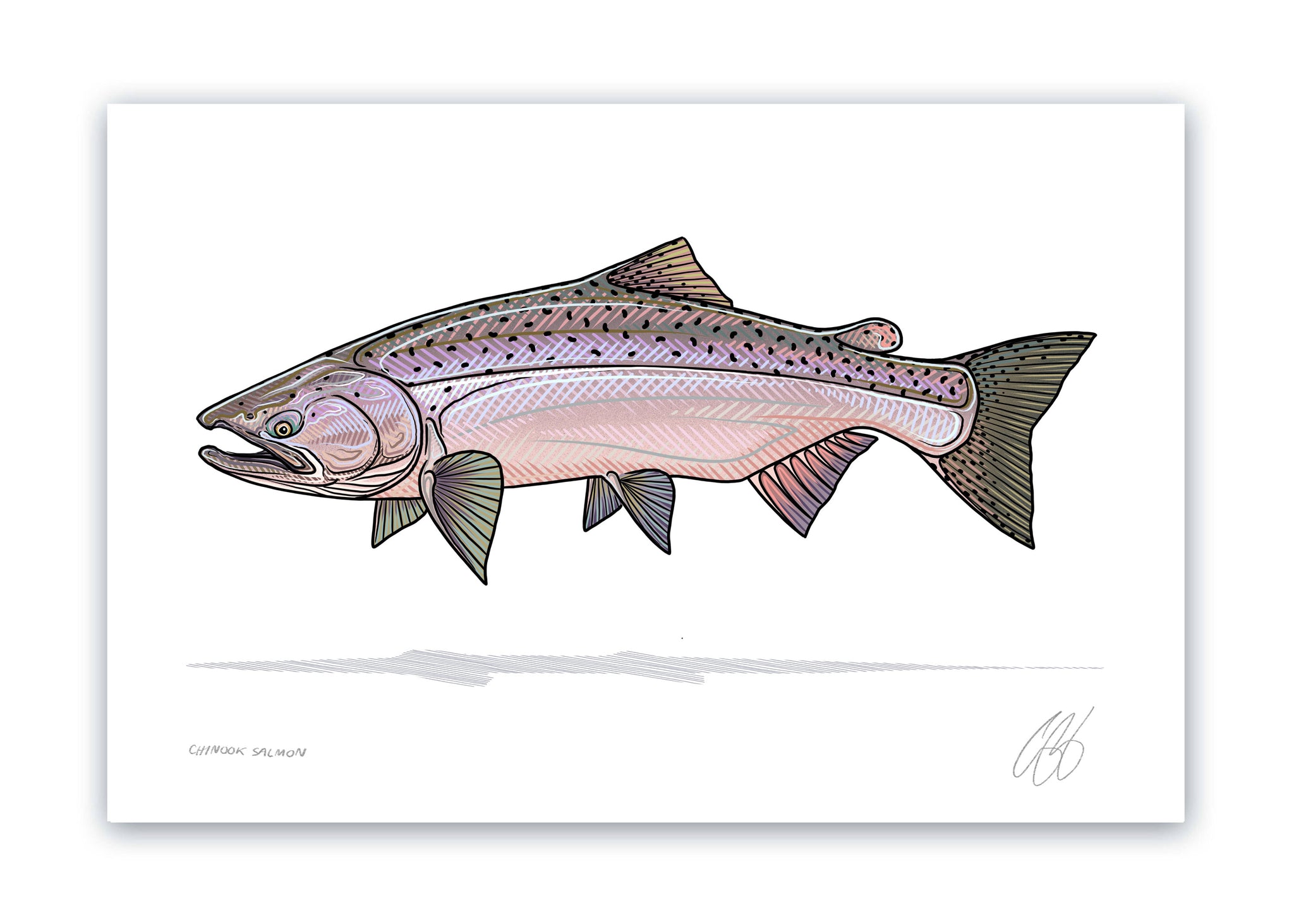 Chinook Salmon Print Casey Underwood Artwork & Design