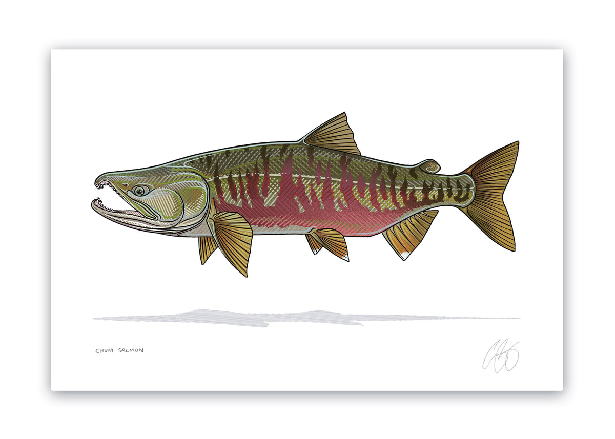 Chum Salmon Print– Casey Underwood Artwork & Design