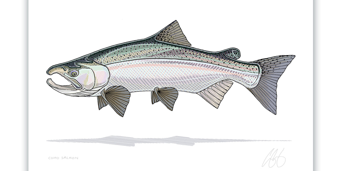 Coho Salmon Print– Casey Underwood Artwork & Design