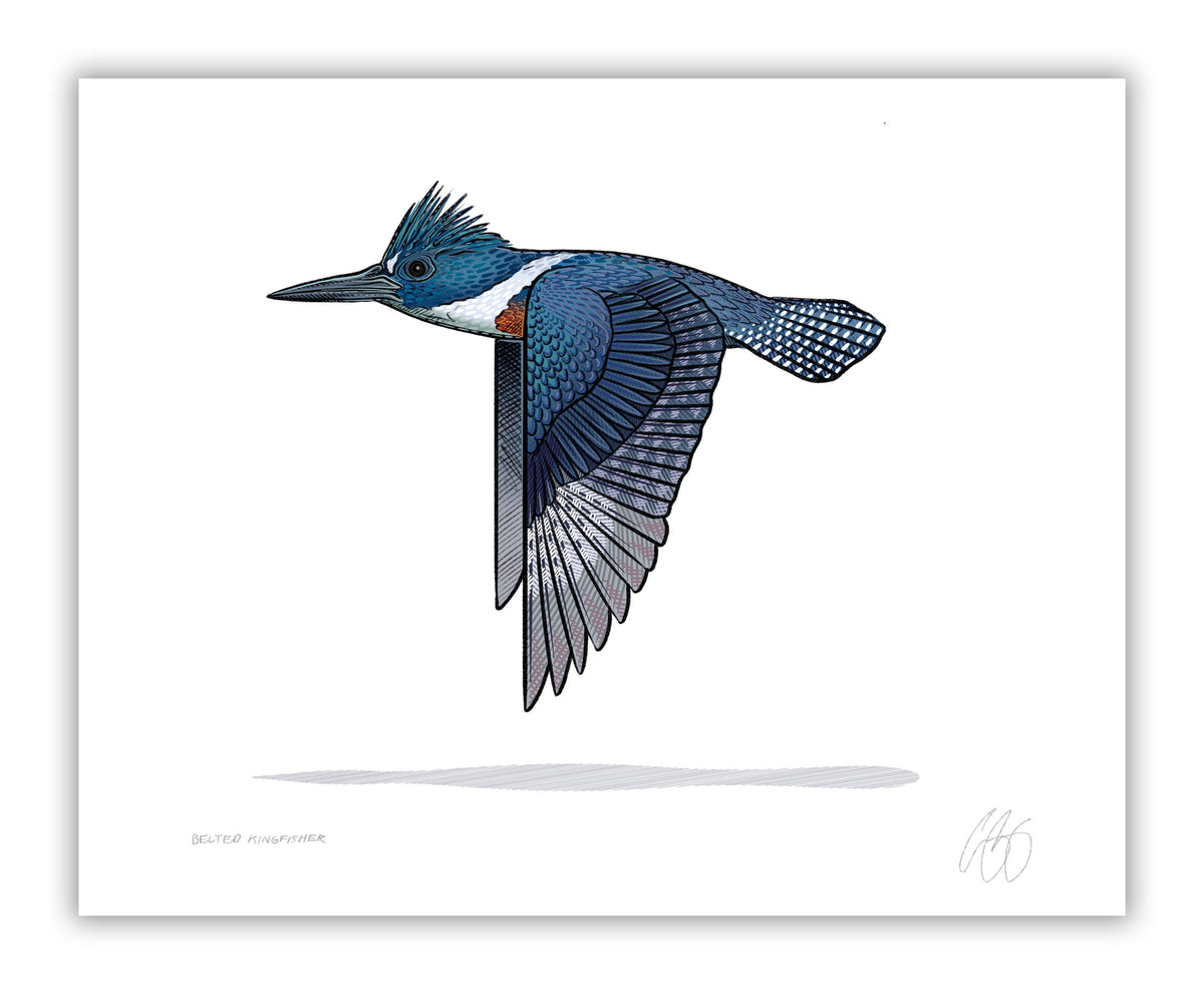 Belted Kingfisher print