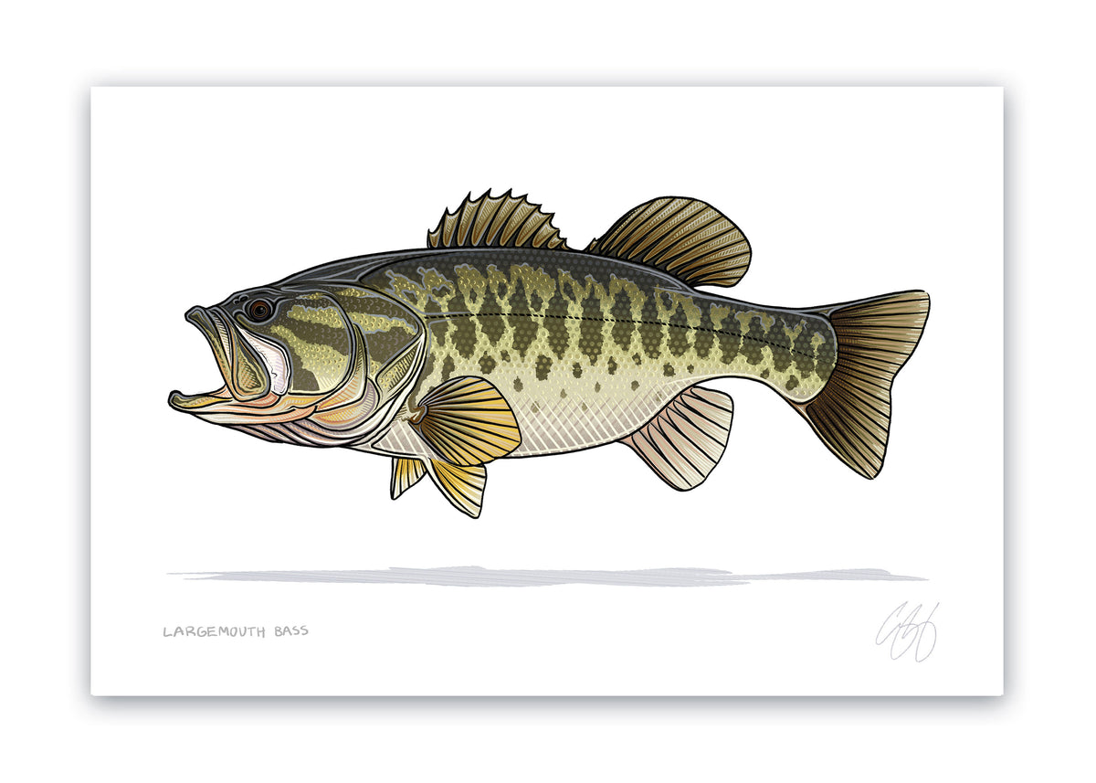 Bas Drawings Color Bass Drawing