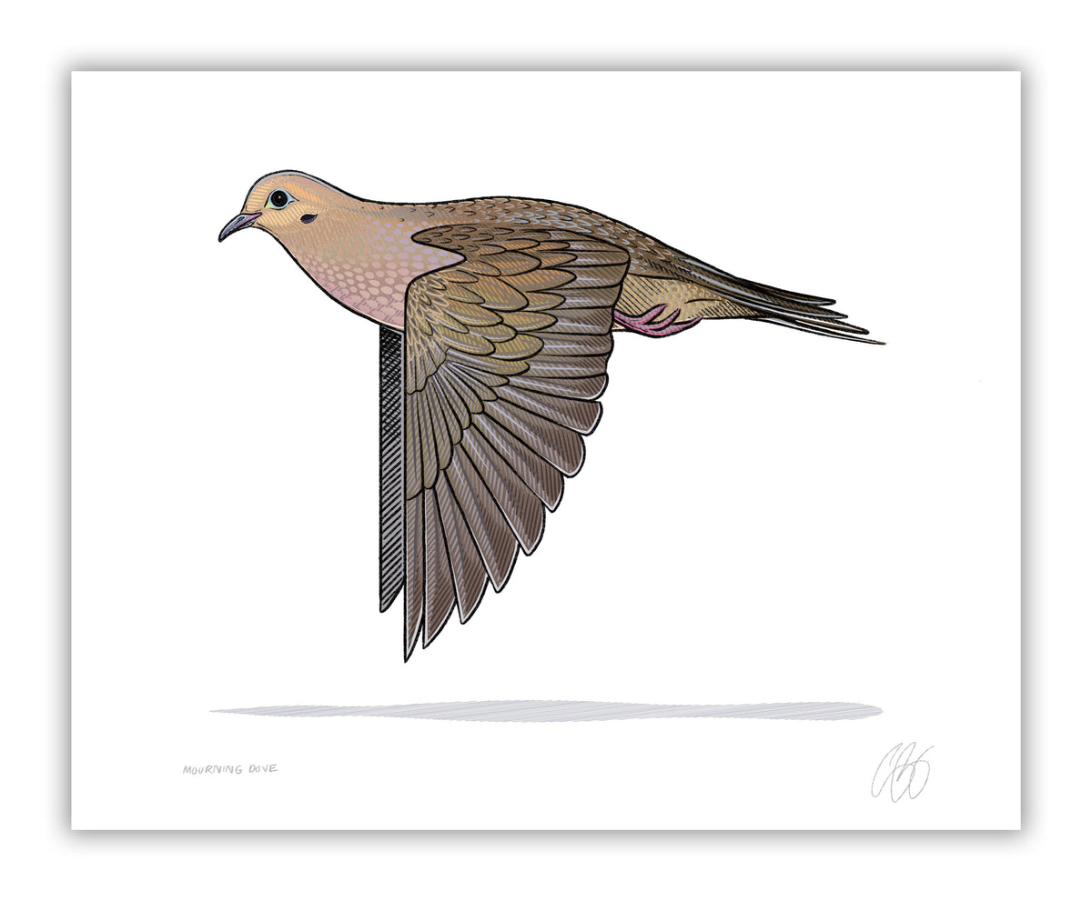 Mourning Dove Art