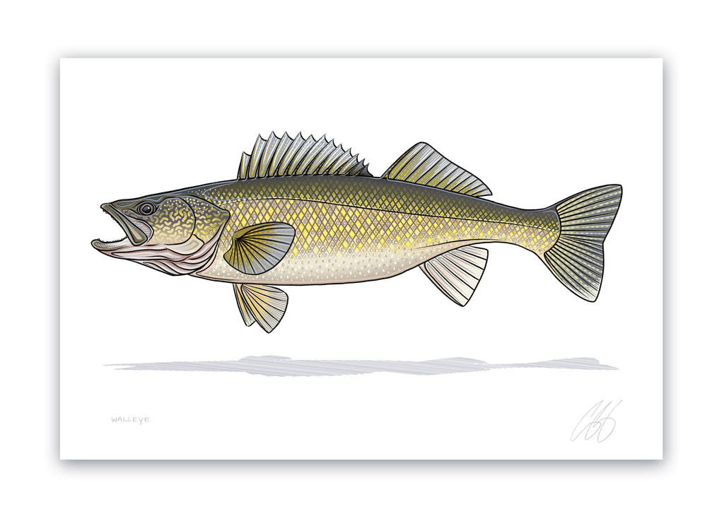 Walleye Fishing Posters and Art Prints for Sale