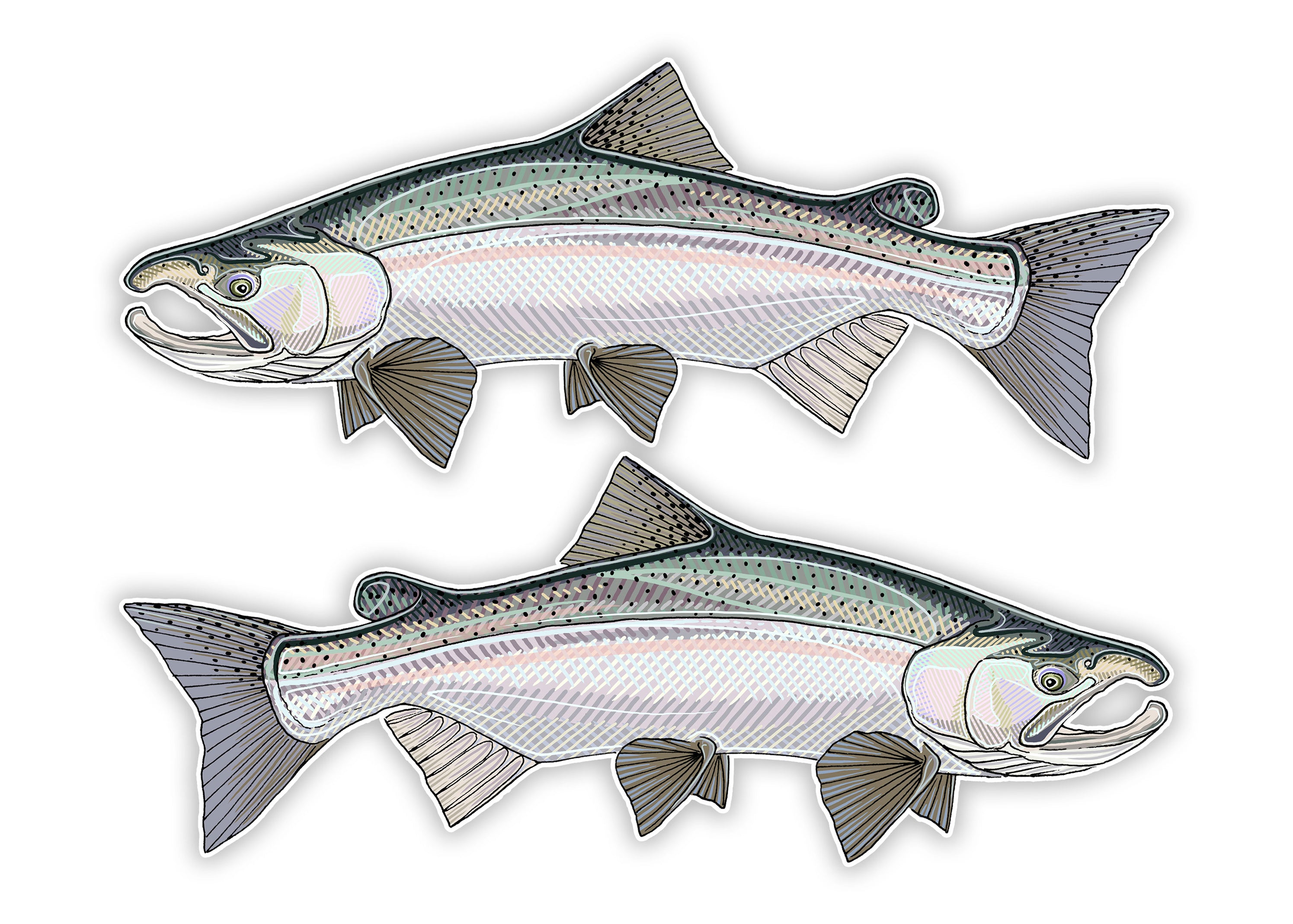 Oversized Fish Decals– Casey Underwood Artwork & Design