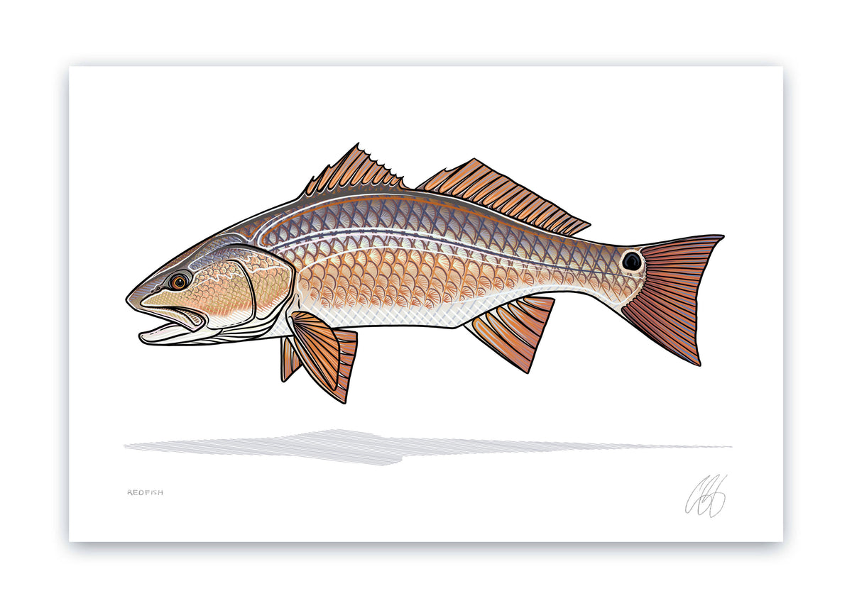 Red Fish Contour Redfish Drawing
