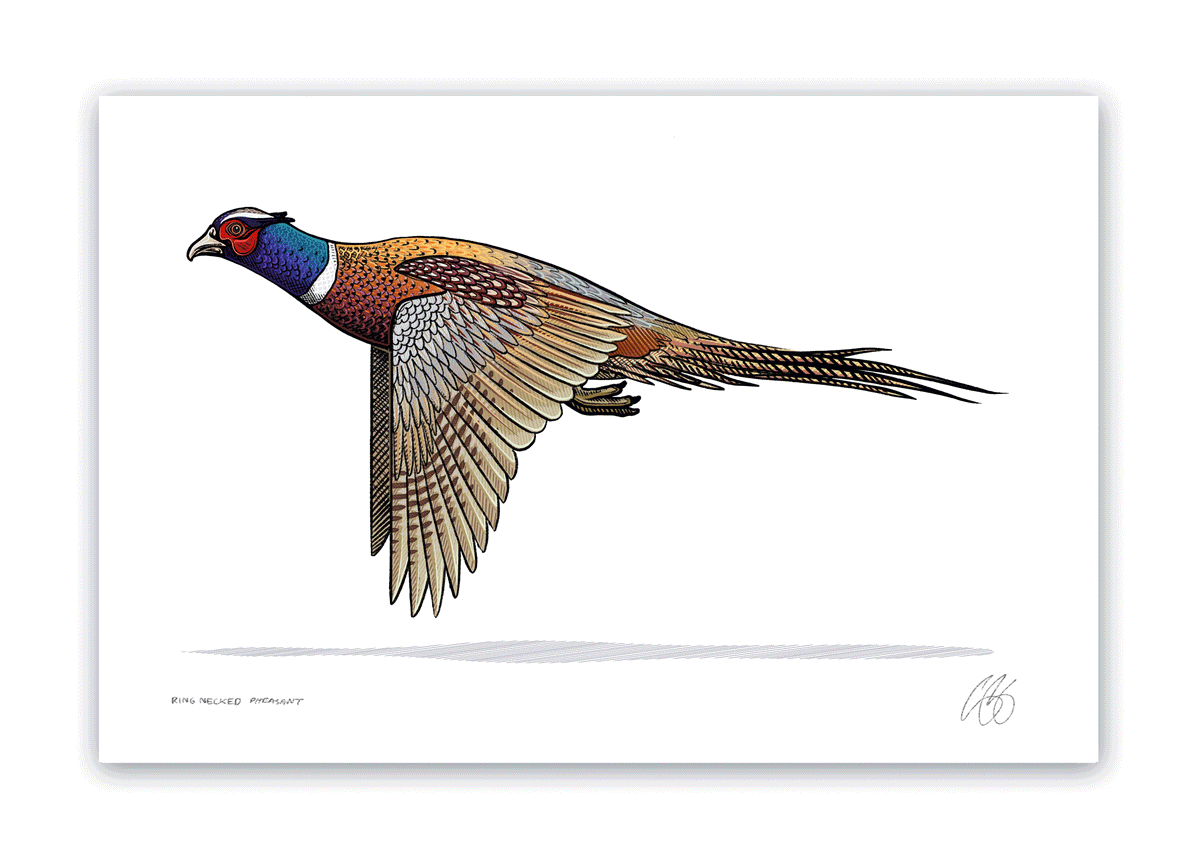 Ringneck Pheasant Print– Casey Underwood Artwork & Design