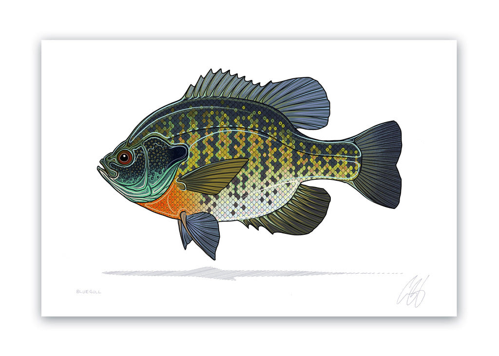 Bluegill Print