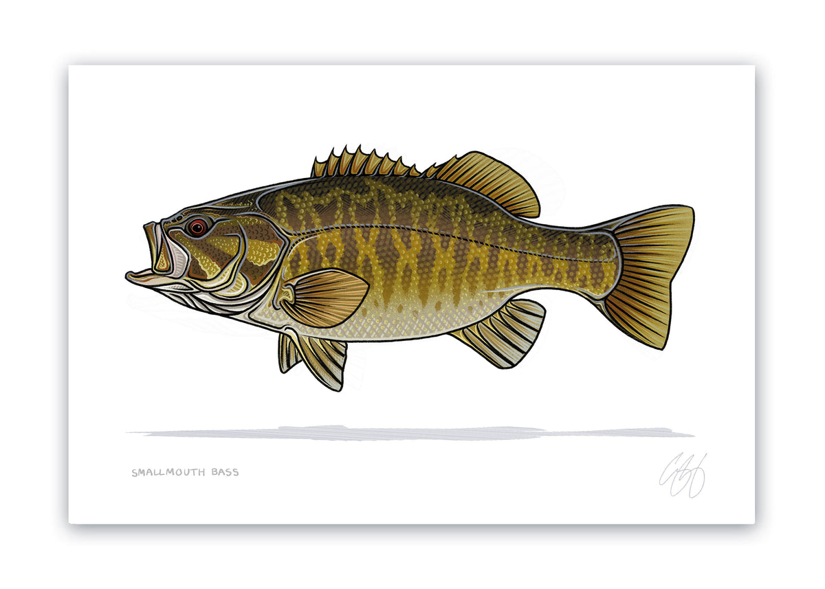 Smallmouth Bass Print