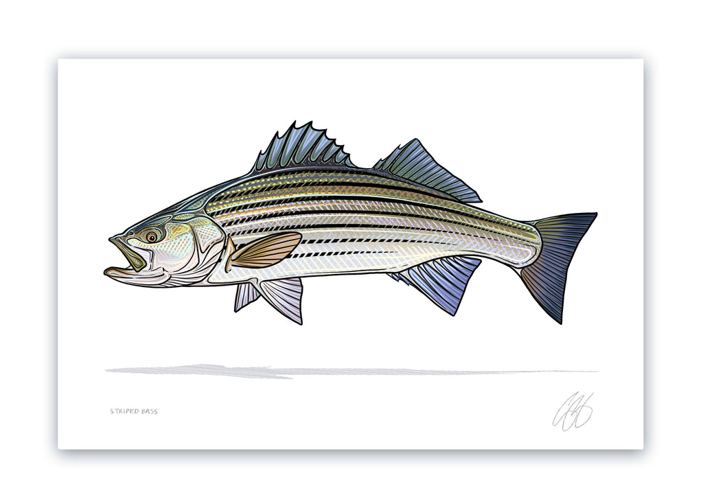 Striped Bass Print– Casey Underwood Artwork & Design