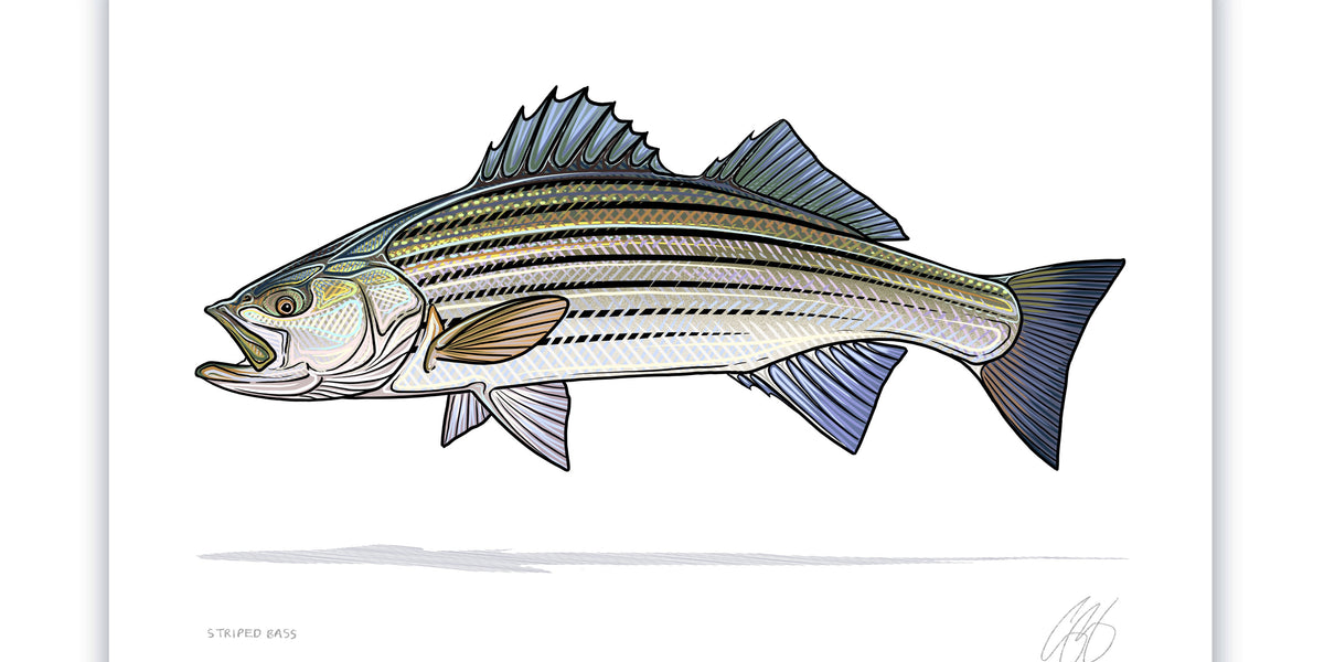 Striped Bass Fishing Art Prints, (Giclee)