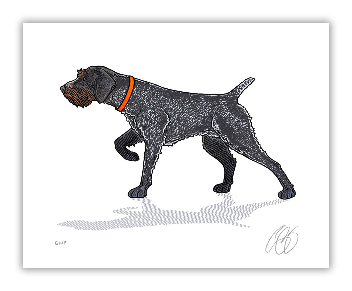 German wirehaired pointer top white