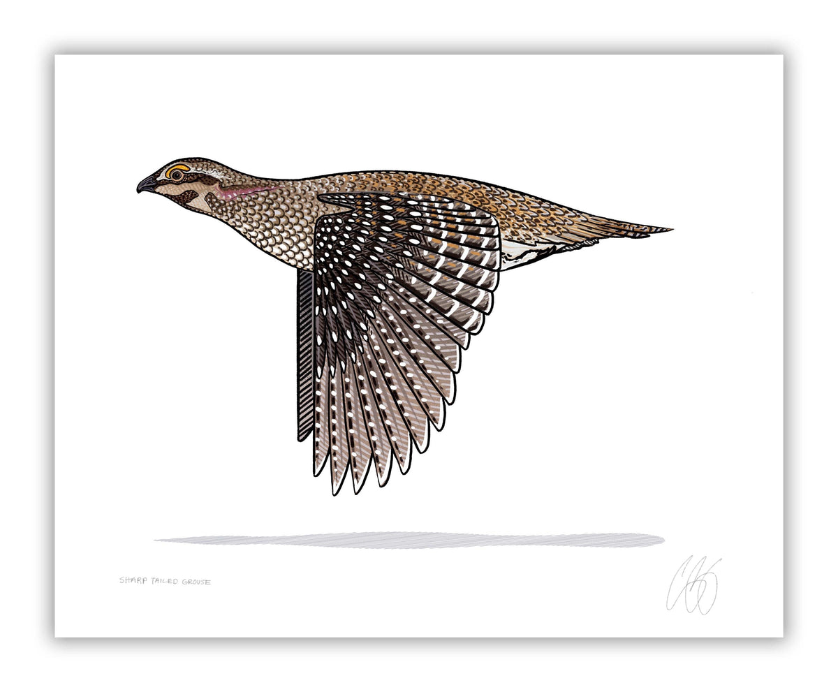 sharp tailed grouse flying